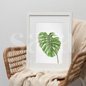 Monstera Deliciosa Clara