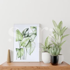 Philodendron White Princess